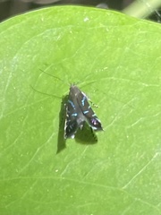 Strobisia proserpinella