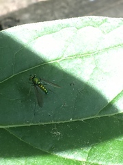 Condylostylus comatus