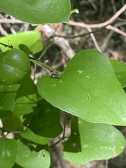 Strobisia proserpinella