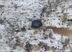 Lophium mytilinum