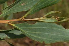 Acacia holosericea