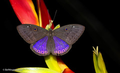 Eurybia molochina