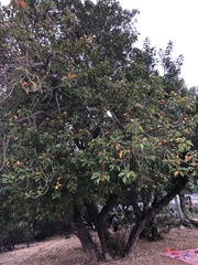 Cordia subcordata