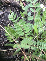 Astragalus canadensis
