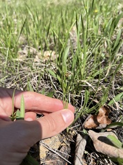 Fimbristylis puberula