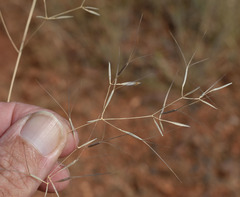 Aristida calycina
