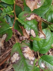 Cameraria gaultheriella