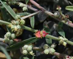 Indigofera linifolia