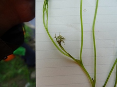 Podostemum ceratophyllum