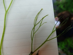 Podostemum ceratophyllum