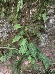 Polypodiopsida