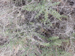 Asparagus suaveolens