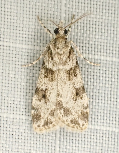 Double-striped Scoparia Moth photo 6