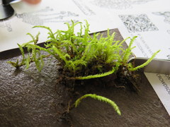 Hygrohypnum