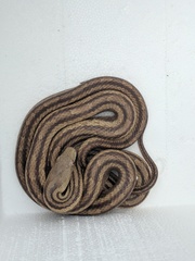 Pantherophis alleghaniensis image