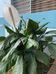 Spathiphyllum wallisii