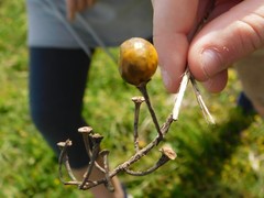 Solanum elaeagnifolium
