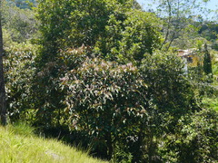 Miconia caudata