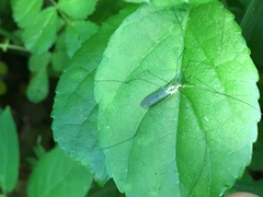 Nephrotoma virescens