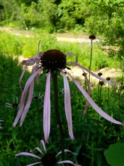 Echinacea laevigata