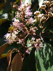 Miconia caudata