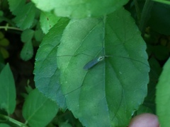 Nephrotoma virescens