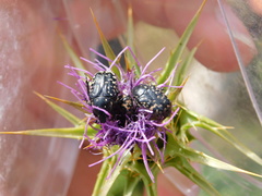 Oxythyrea noemi