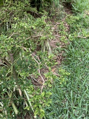 Piperales