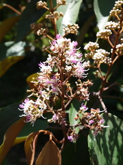 Miconia caudata