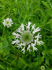 Marshallia legrandii