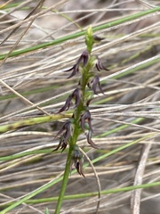 Genoplesium despectans
