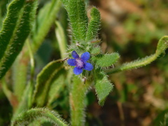 Anchusa aggregata