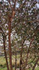 Ficus pertusa