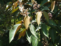 Miconia caudata