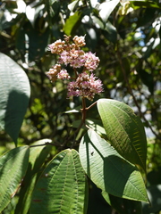 Miconia caudata