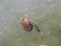 Coccinella septempunctata
