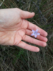 Wahlenbergia undulata