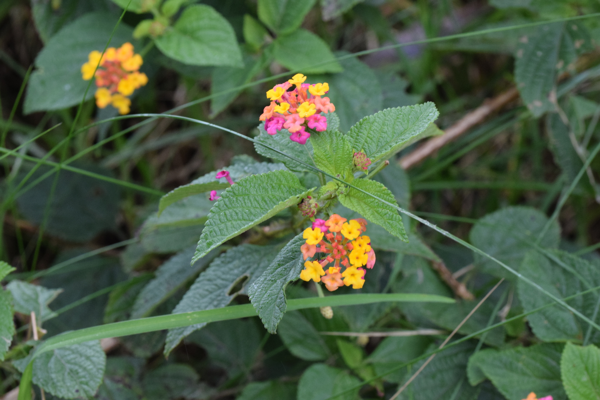 Lantana image