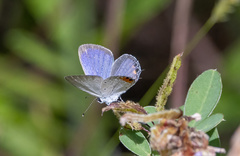 Everes lacturnus