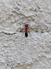 Camponotus decipiens