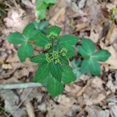 Sanicula smallii