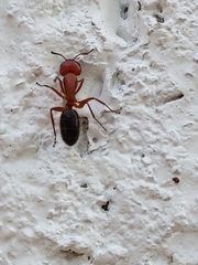 Camponotus decipiens