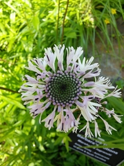 Marshallia legrandii