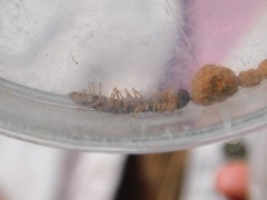 Tetrarthrosoma syriacum