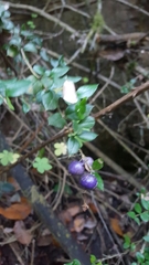 Rhaphithamnus spinosus