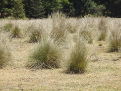 Muhlenbergia macroura