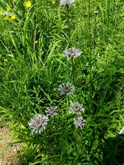 Marshallia legrandii