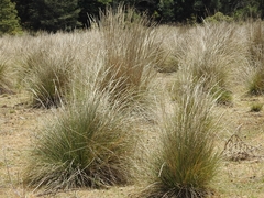 Muhlenbergia macroura