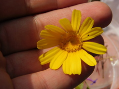 Glebionis coronaria