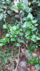 Rhaphithamnus spinosus